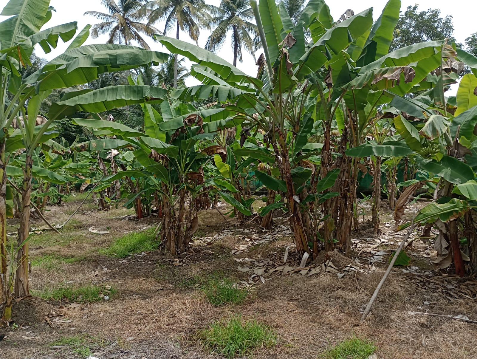 Colonial-Style House for Sale in Beruwala – Rs. 110 Million