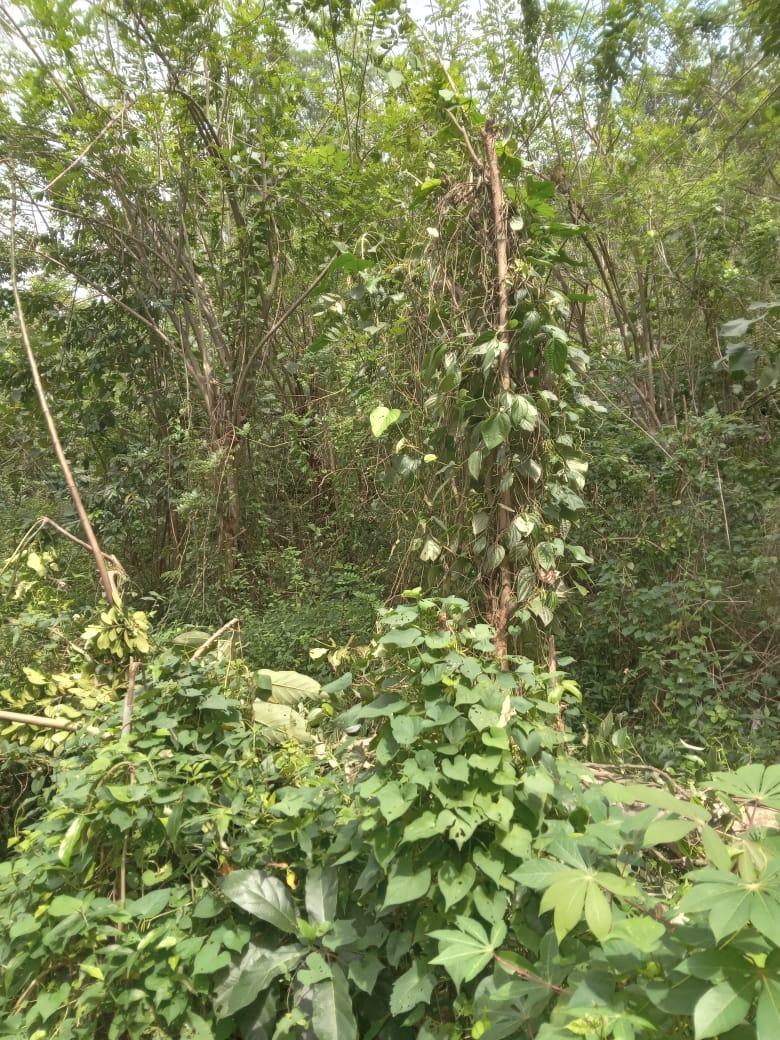 Land for Sale in Monaragala – Ideal for Hotel or Tourism Project | 35 Perches