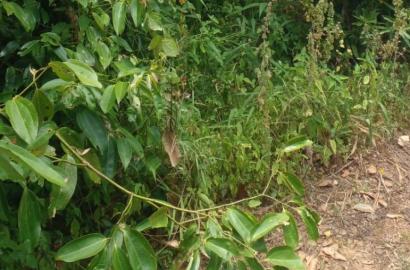 Cinnamon Cultivation Land for Sale – Meetiyagoda, Galle District