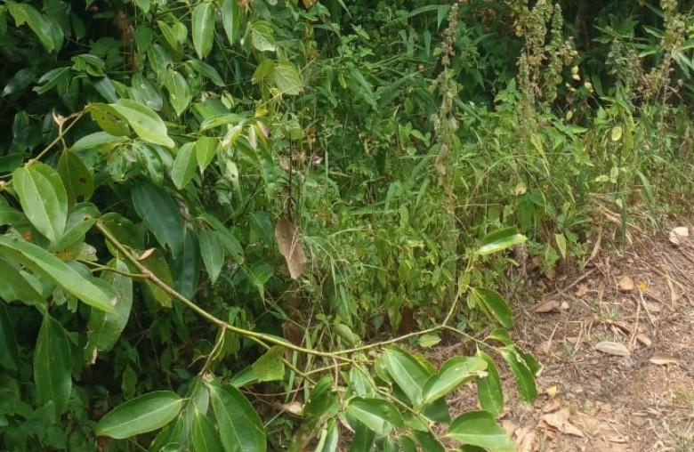 Cinnamon Cultivation Land for Sale – Meetiyagoda, Galle District